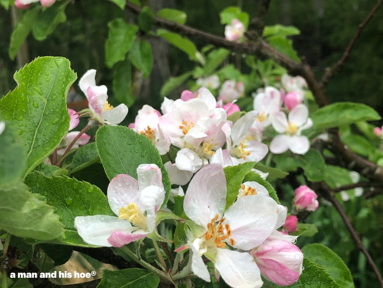 apple blossoms