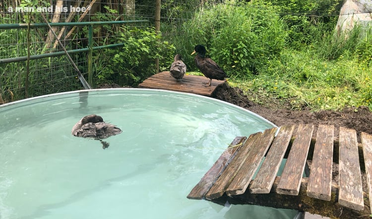 ducks in new pond