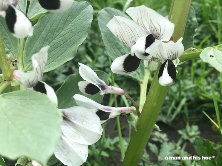 fava bean flowers