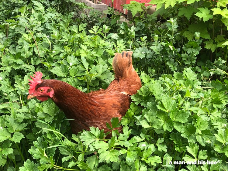 hen in the grass