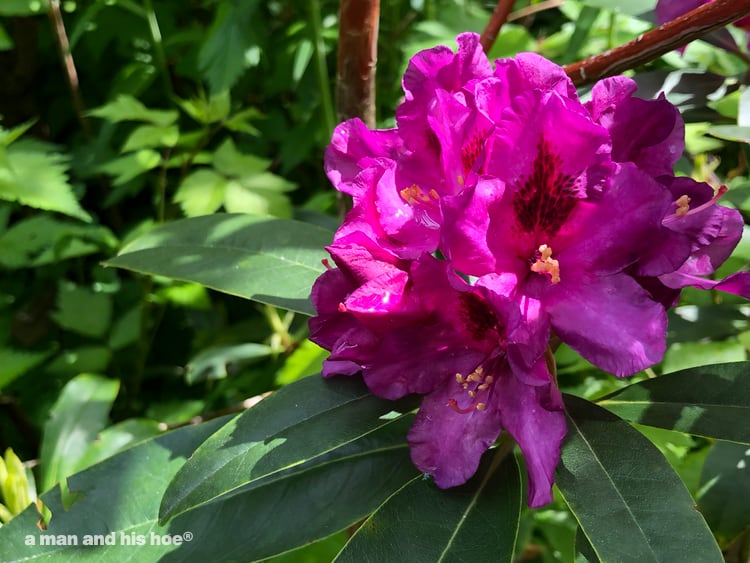 rhododendron flowers