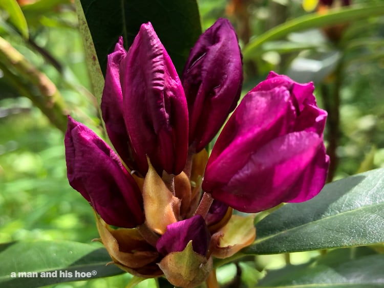 rhododendron flower buds