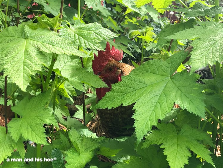 rooster in the bushes