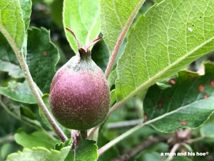 forming apple