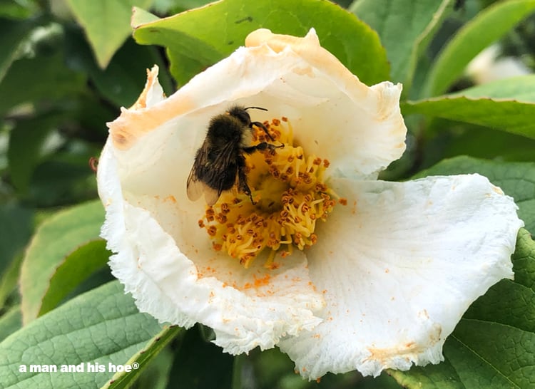 bee in Japanese stewartia