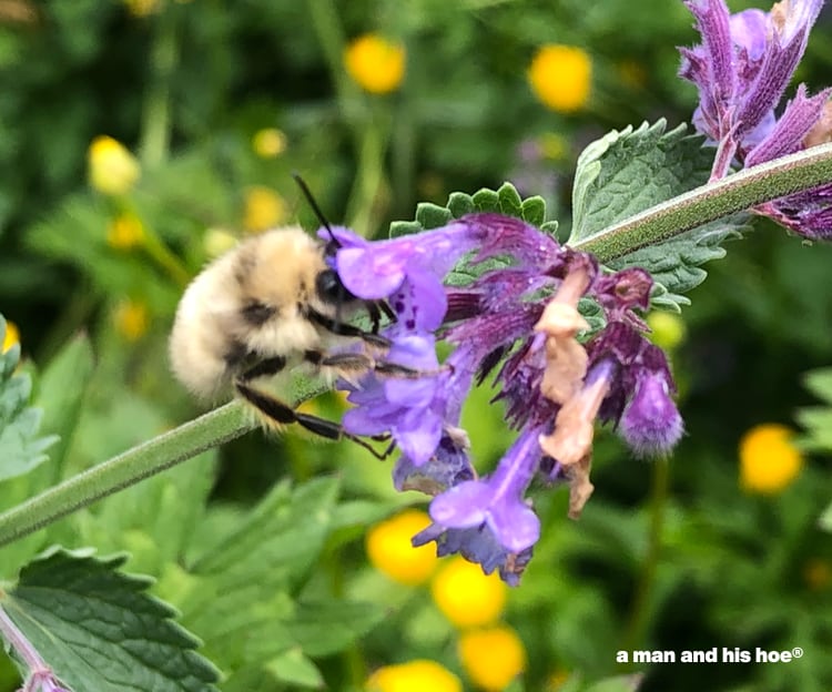 bees on cat mint flowers