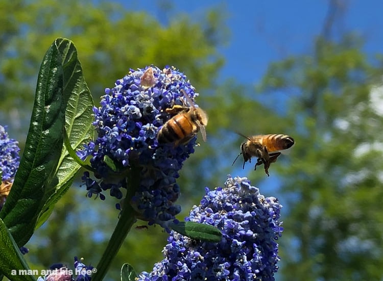 bees on California lilac