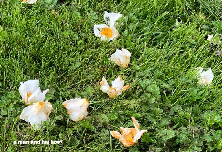Japanese stewartia flowers on the ground