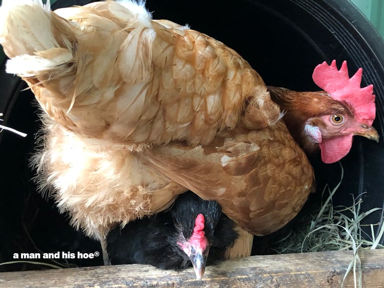 hens on nest