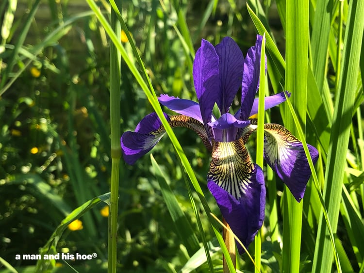 Japanese iris