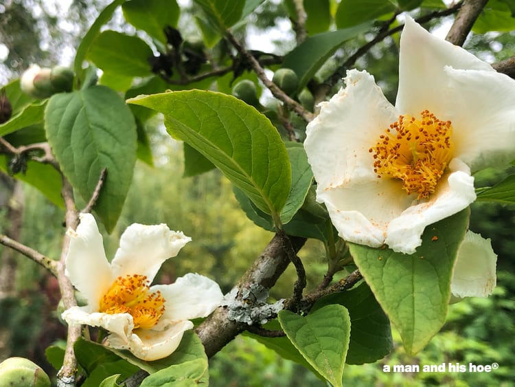 Japanese stewartia flowers