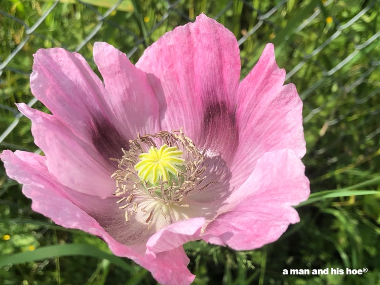 pink poppy