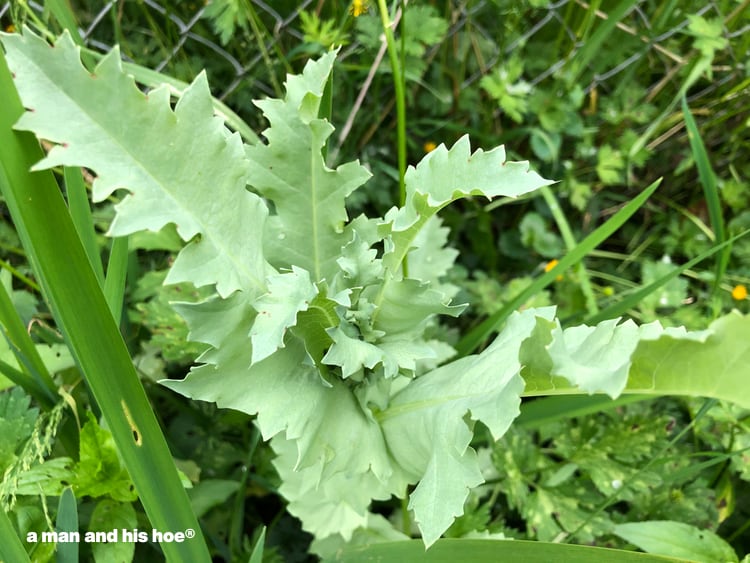 growing poppy