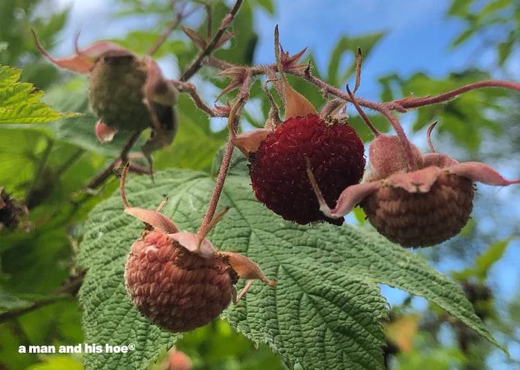 ripe thimble berry