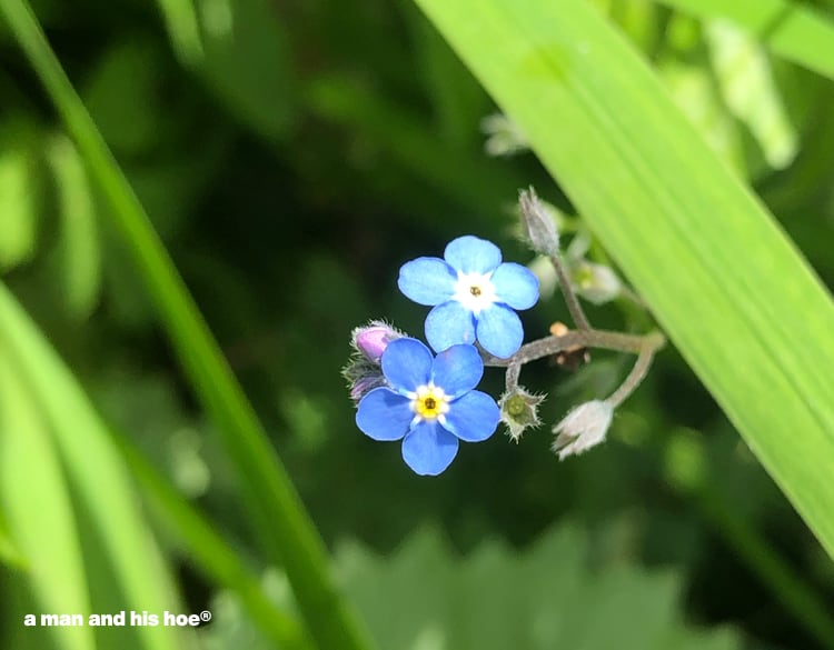 tiny blue flowers