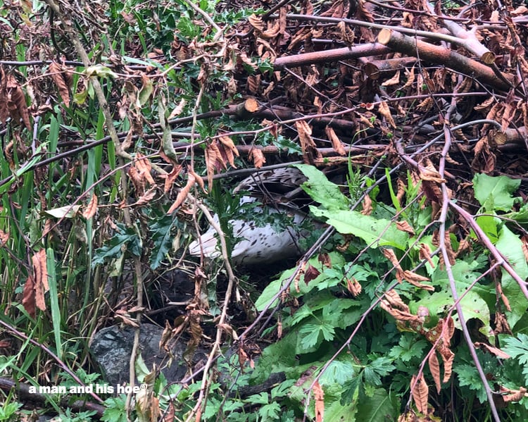 snow in nest