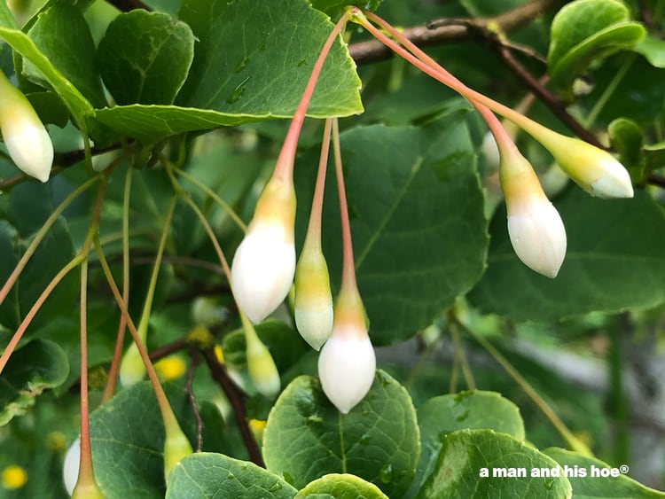 snowbell flower buds