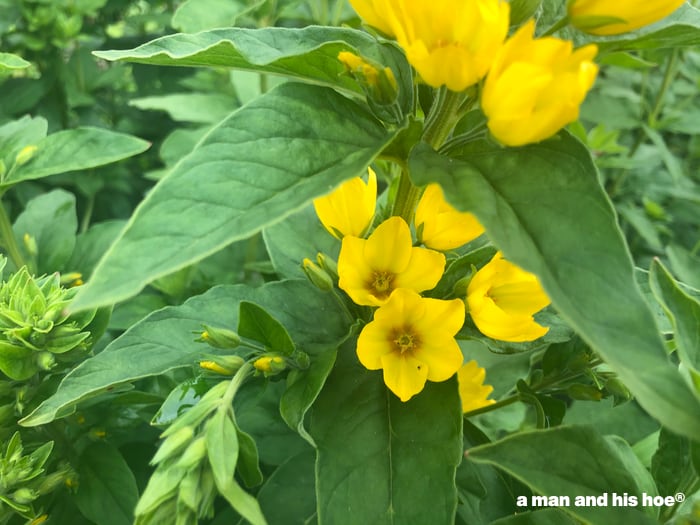 yellow flowers