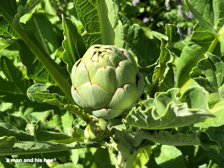 artichoke