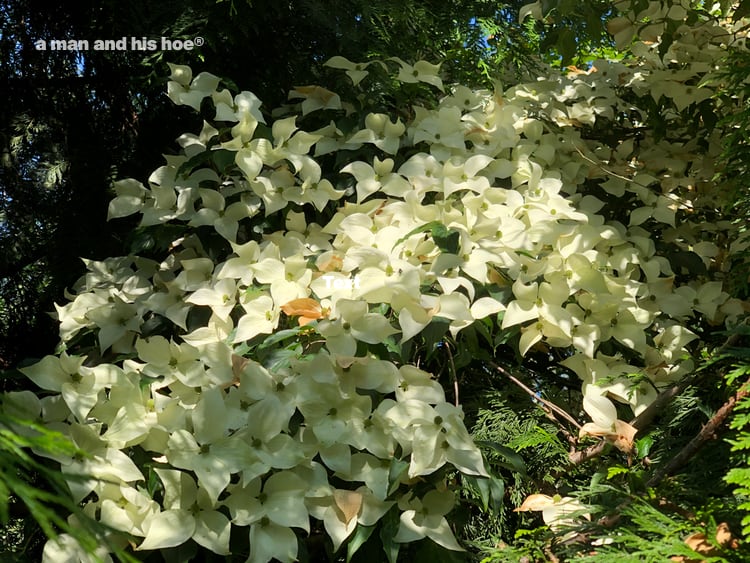 dogwood in bloom