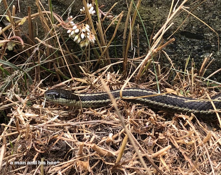 Garden snake