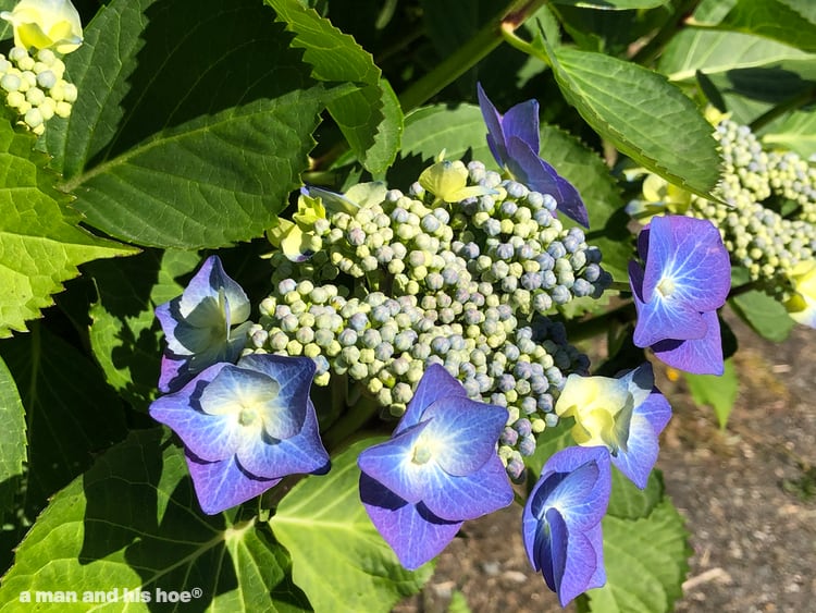 hydrangea in bloom