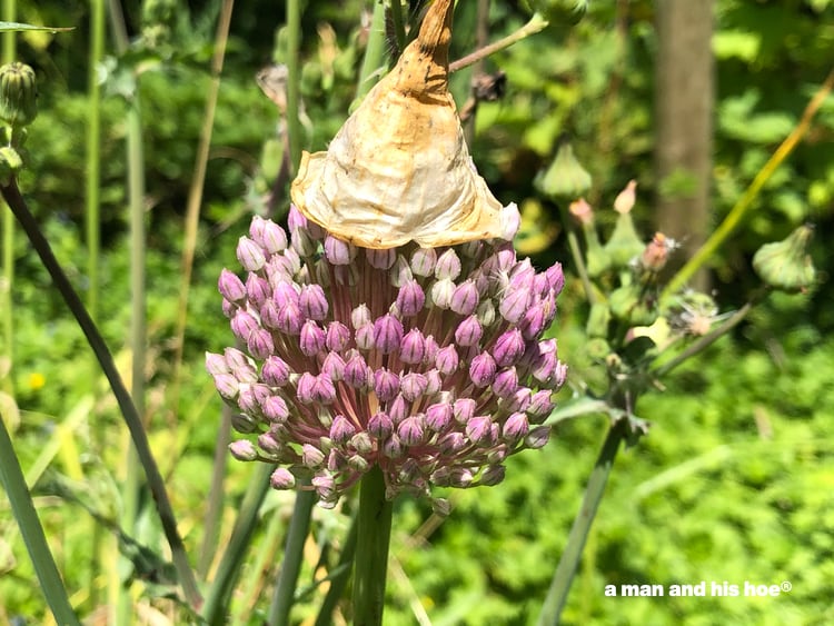 onion flower