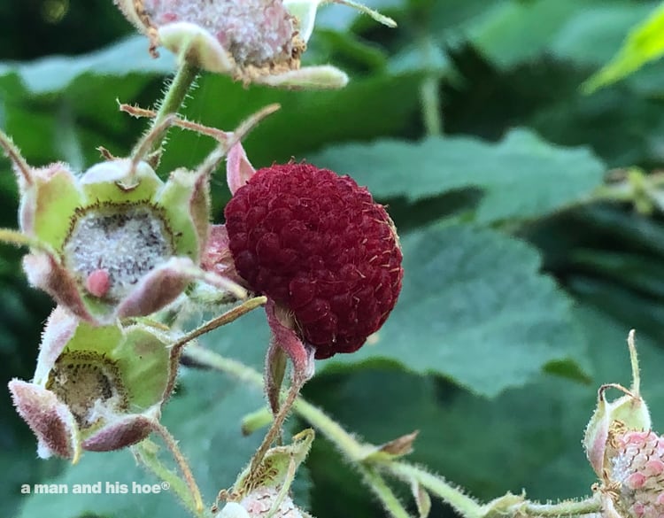 ripe thimble berry