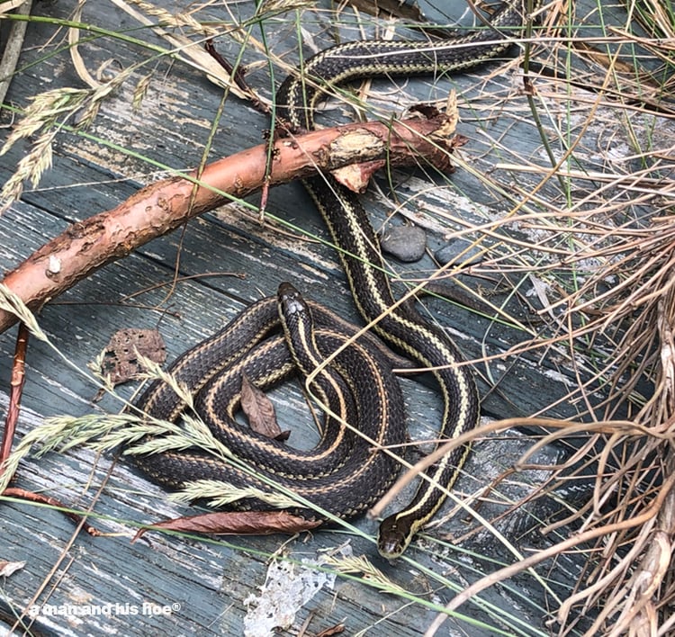 two garden snakes