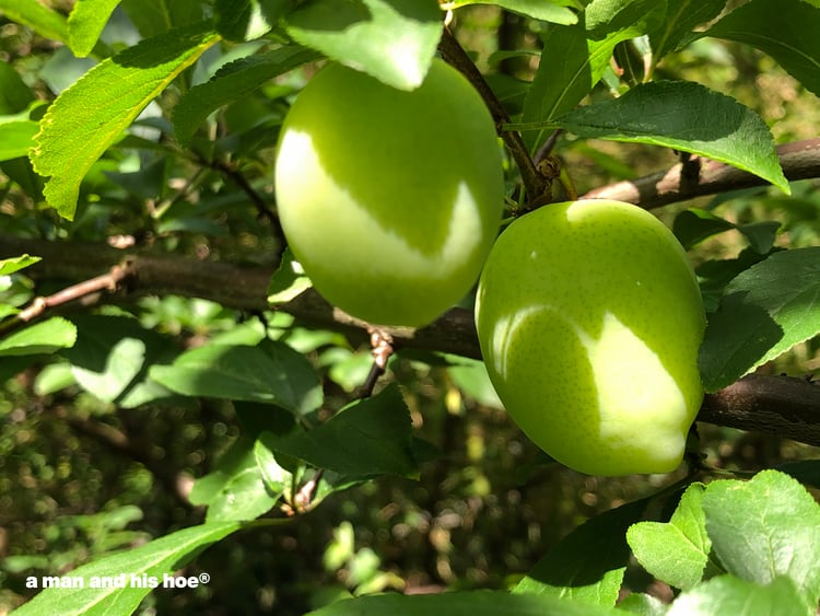 white plums