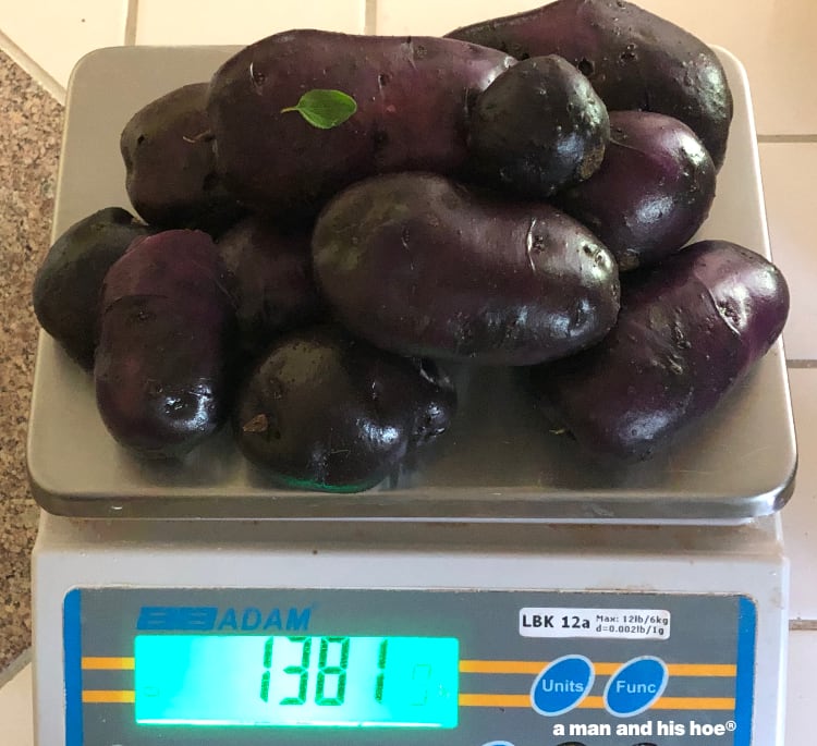 1381 grams of potatoes