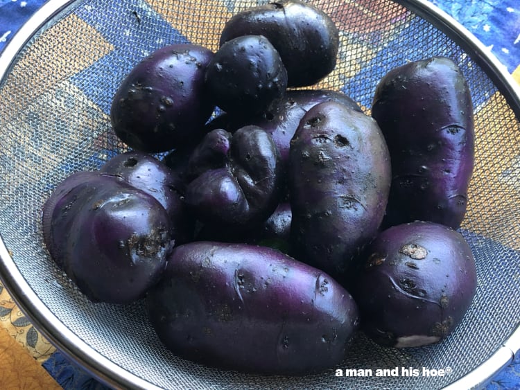 potatoes from one plant