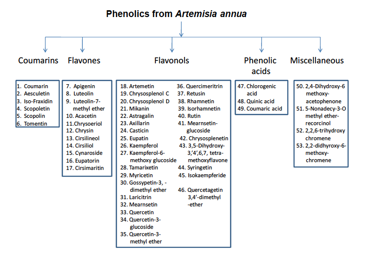 Artemisia annua phenolics