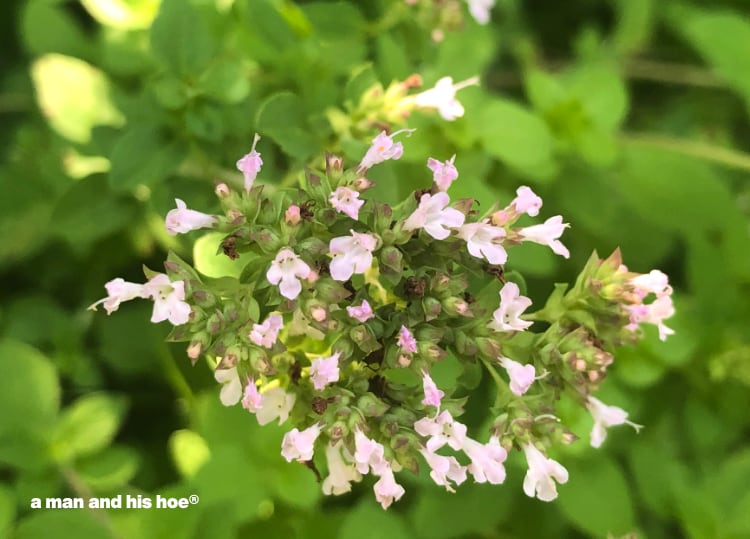 marjoram blossoms