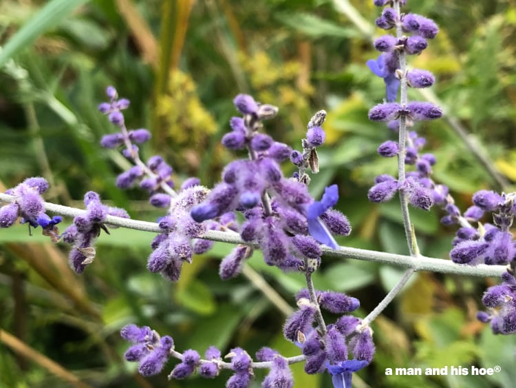 cat mint flowers