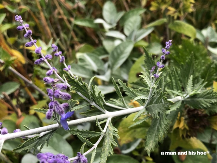 cat mint flowers