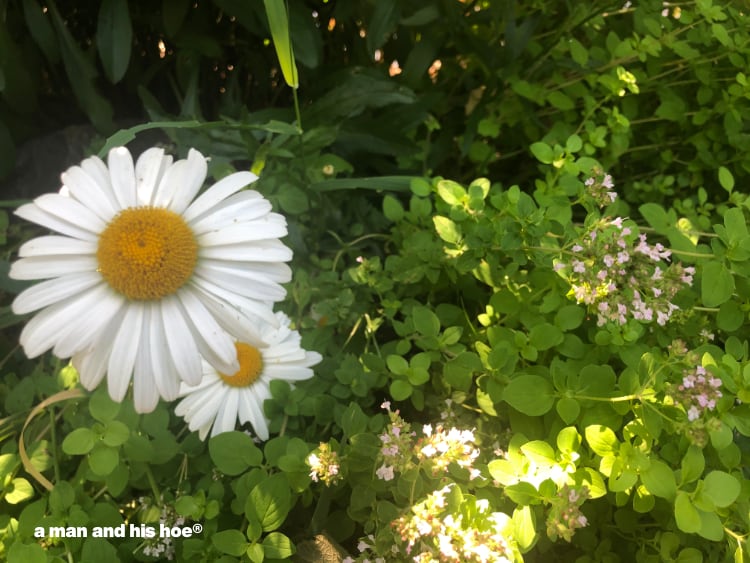 daisies and marjoram