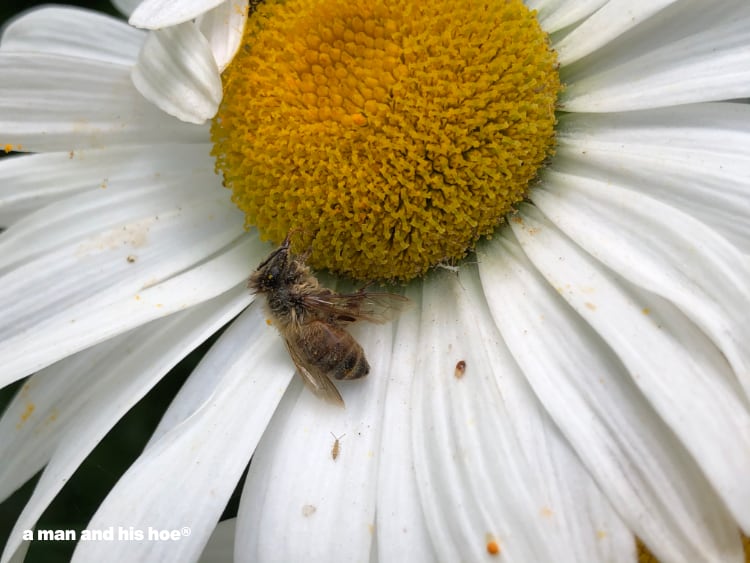 dead bee on daisy