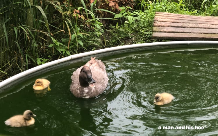 Kaku with ducklings