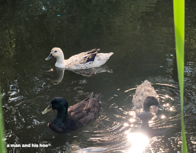 ducks on morning pond