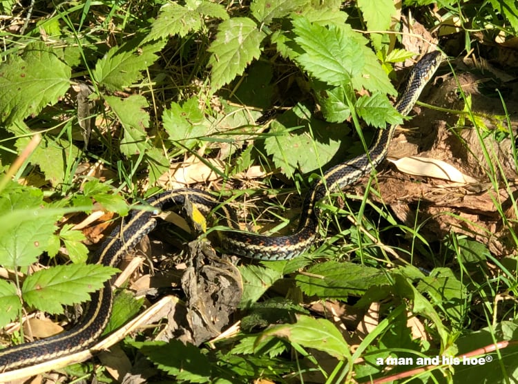 garden snake