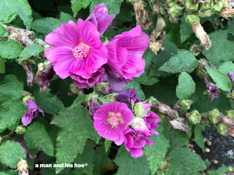 hollyhock blossoms