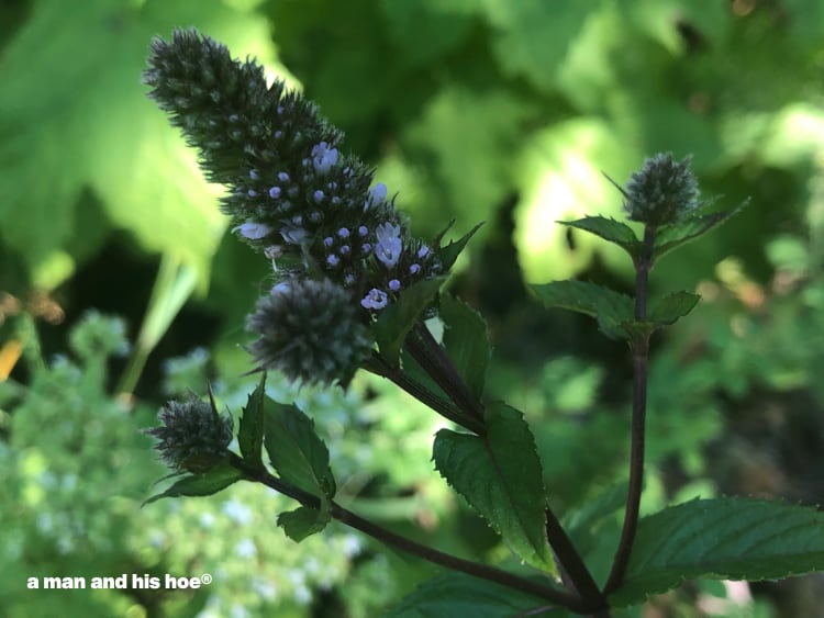 mint flowers