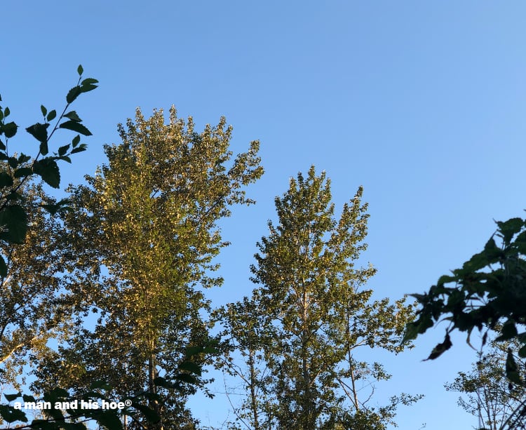 morning light in the cottonwoods