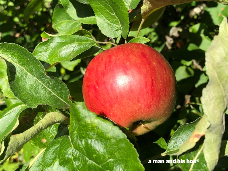 ripening apple