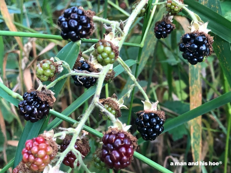 black berries