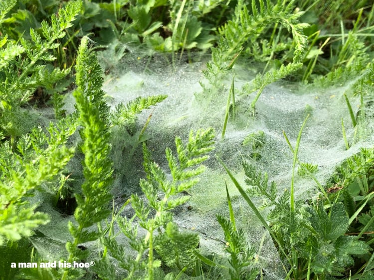 spider web in lawn