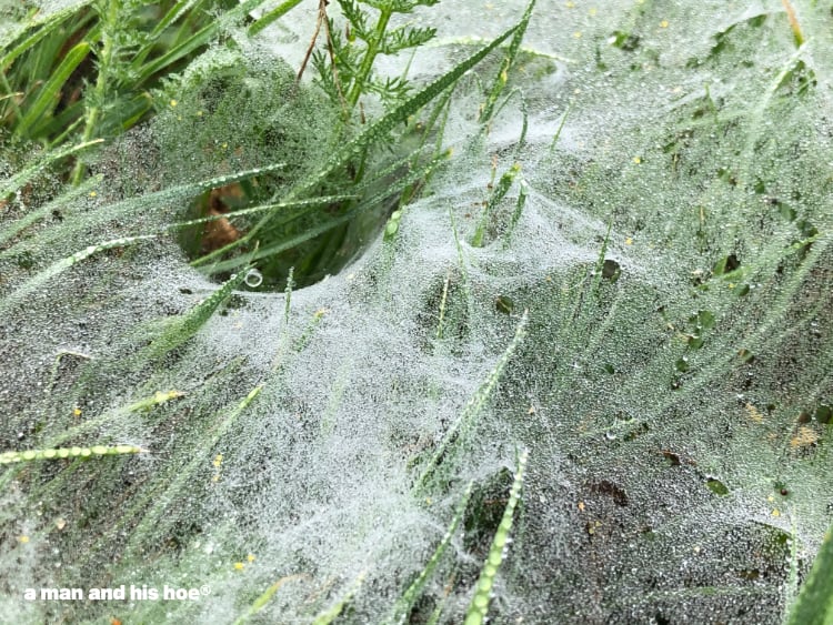 spider web in lawn