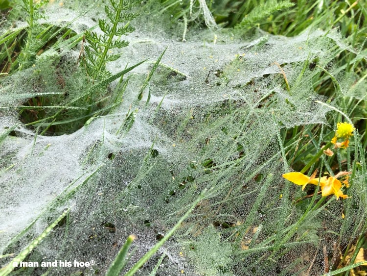 spider web in lawn