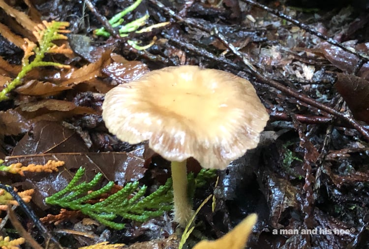 baby shaggy parasol